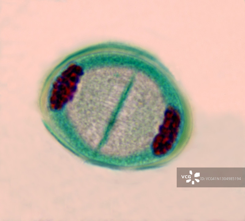 百合花药减数分裂1期末期和胞质分裂，400倍图片素材