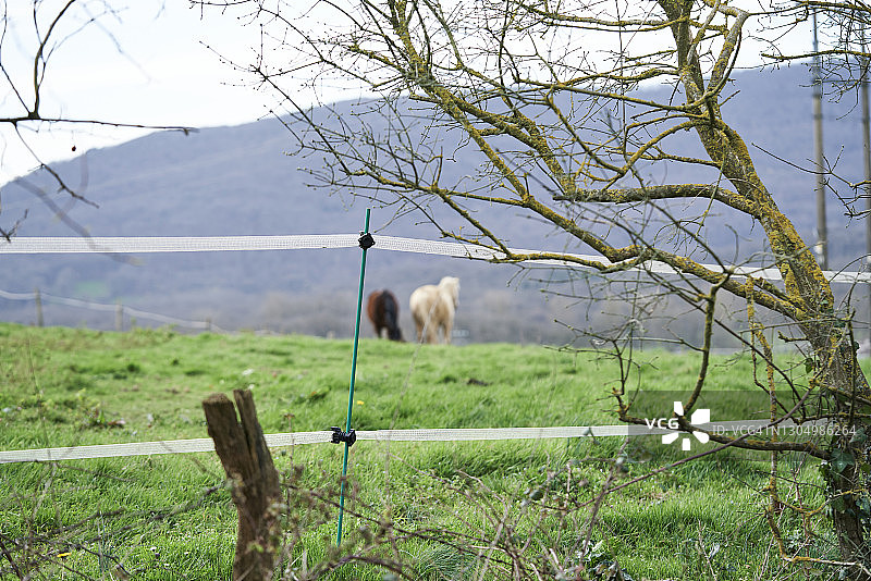 西班牙纳瓦拉Ultzama山谷中的两匹马图片素材