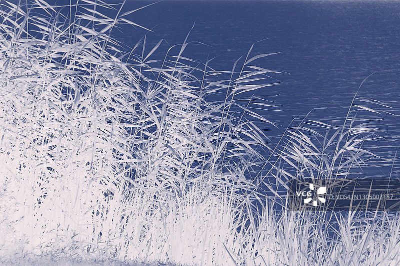 蓝色背景下颜色转为白色的野草图片素材