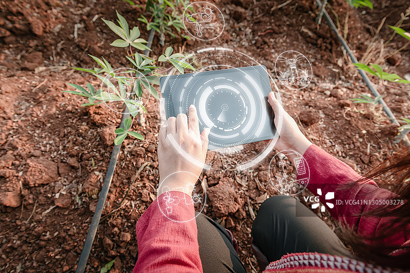 农民使用数字平板电脑和虚拟现实人工智能（AI）分析木薯农业领域的植物病害。智能农业技术与创新农业概念图片素材
