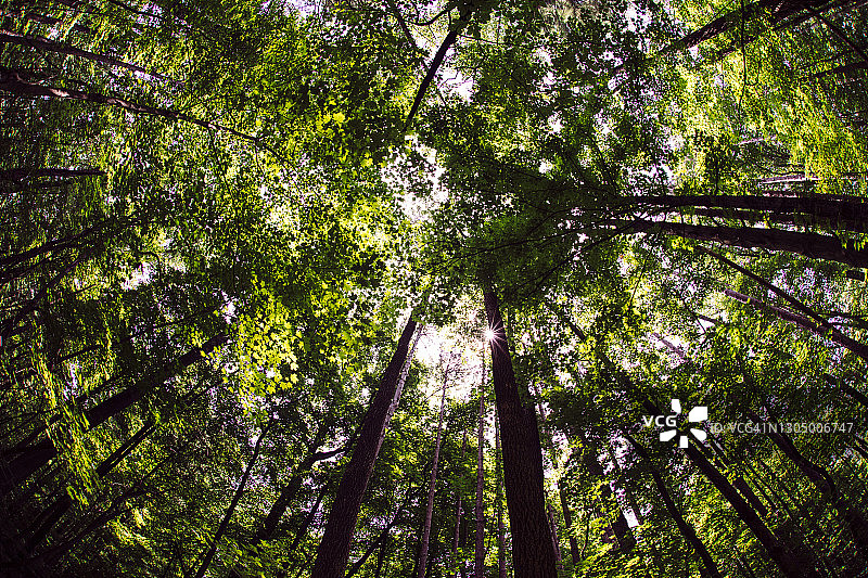 鱼眼视角：印第安纳州麦考密克溪州立公园的森林树冠图片素材