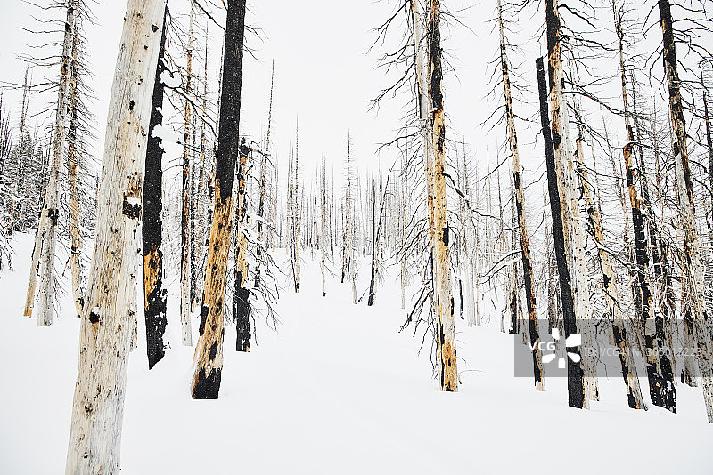 雪覆盖的烧毁森林景观图片素材