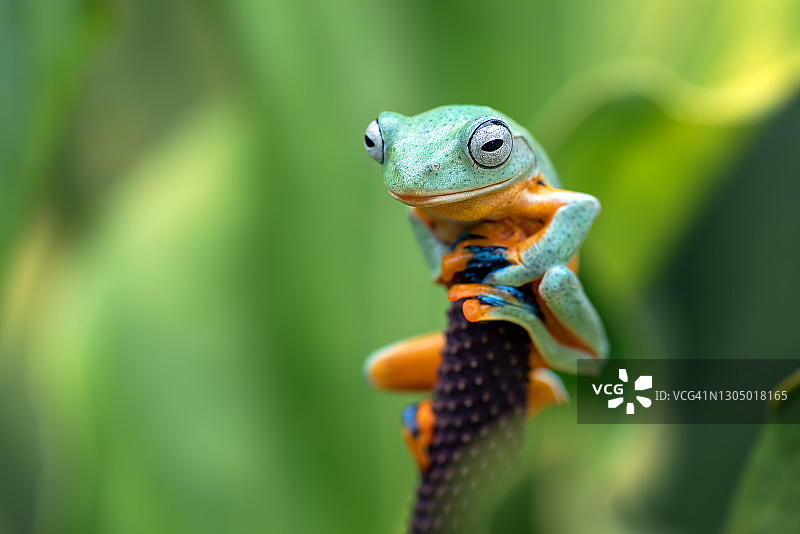 绿树蛙栖息在红掌叶子上，印度尼西亚图片素材