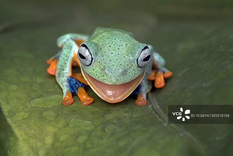 绿树蛙栖息在红掌叶子上，印度尼西亚图片素材