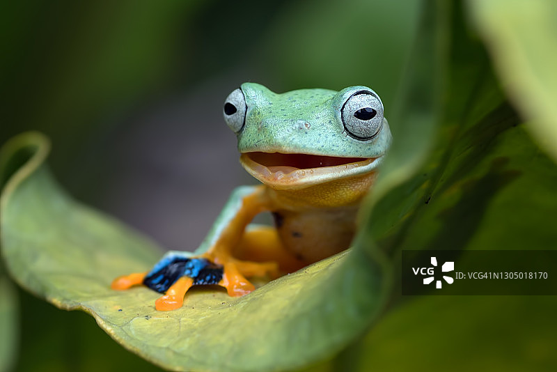 绿树蛙栖息在红掌叶子上，印度尼西亚图片素材