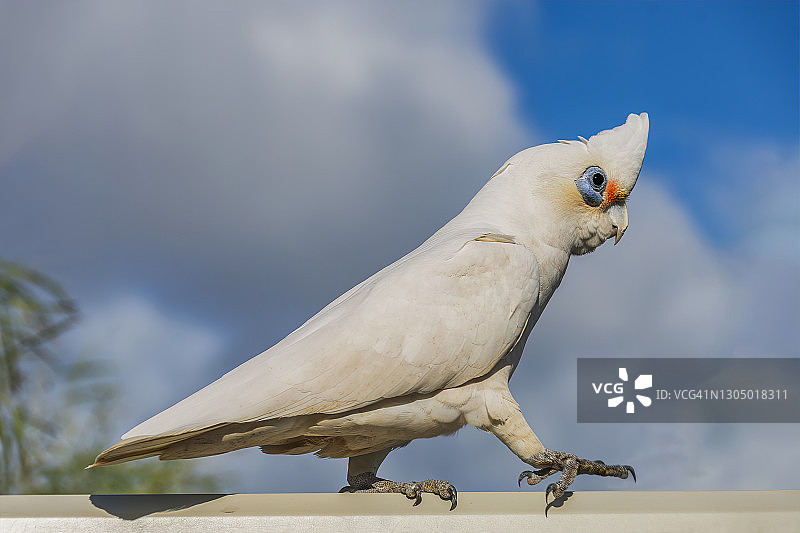 白凤头鹦鹉在澳大利亚西澳大利亚珀斯围栏边行走图片素材