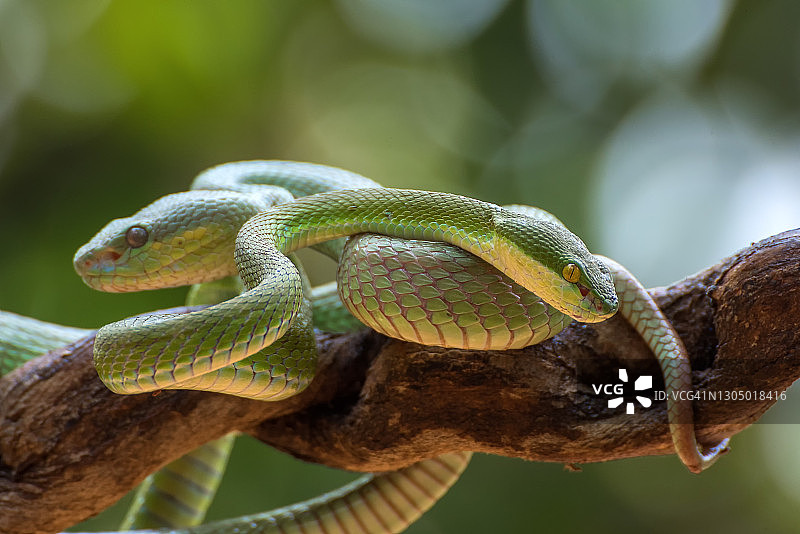 印度尼西亚树上交配的两条白唇竹叶青蛇图片素材