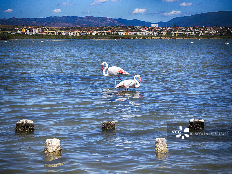 意大利卡利亚里莫伦塔吉乌斯盐沼地区公园的火烈鸟图片素材