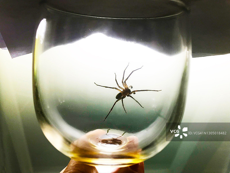 困在酒杯里的蜘蛛特写图片素材