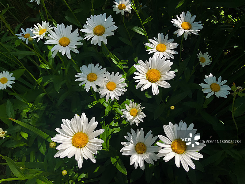 雏菊花丛图片素材