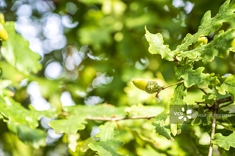 阳光明媚的橡树橡果图片素材