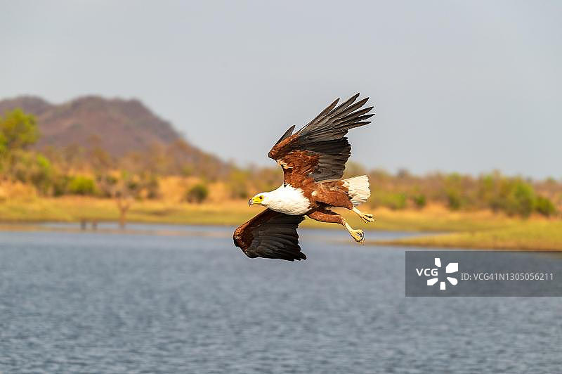 津巴布韦非洲海雕（Haliaeetus vocifer）正在捕鱼图片素材