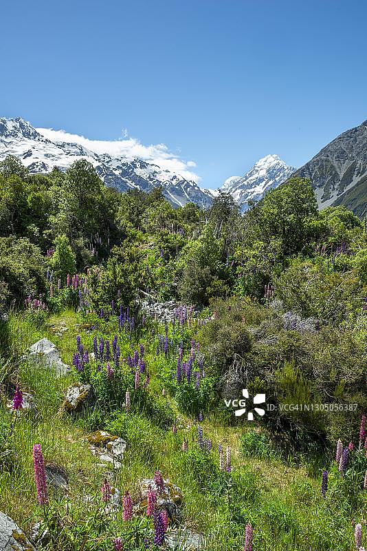 新西兰库克山脉的紫色多叶羽扇豆图片素材