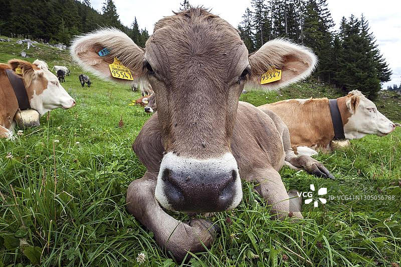 牧场上的奶牛肖像，近奥伯迈泽尔施泰因，奥伯阿尔高，阿尔高，巴伐利亚，德国图片素材