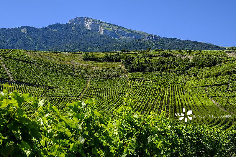瑞士瓦莱州锡永附近的孔泰葡萄园罗纳河谷图片素材