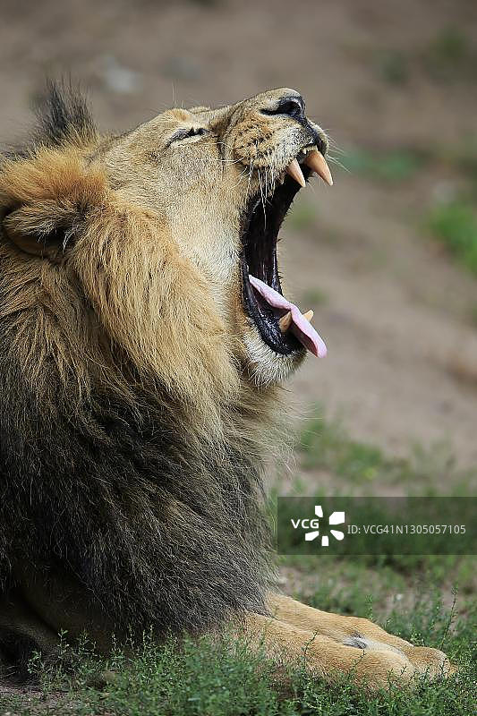 印度圈养成年雄性亚洲狮（Panthera leo persica）图片素材