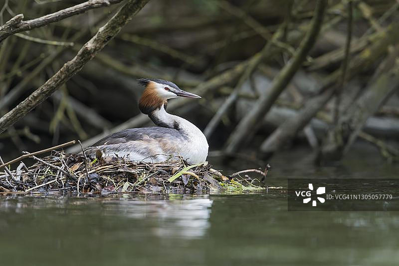 坐在巢中的凤头䴙䴘，德国下萨克森图片素材