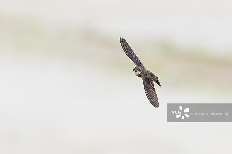 飞行中的沙燕（德国下萨克森州）图片素材