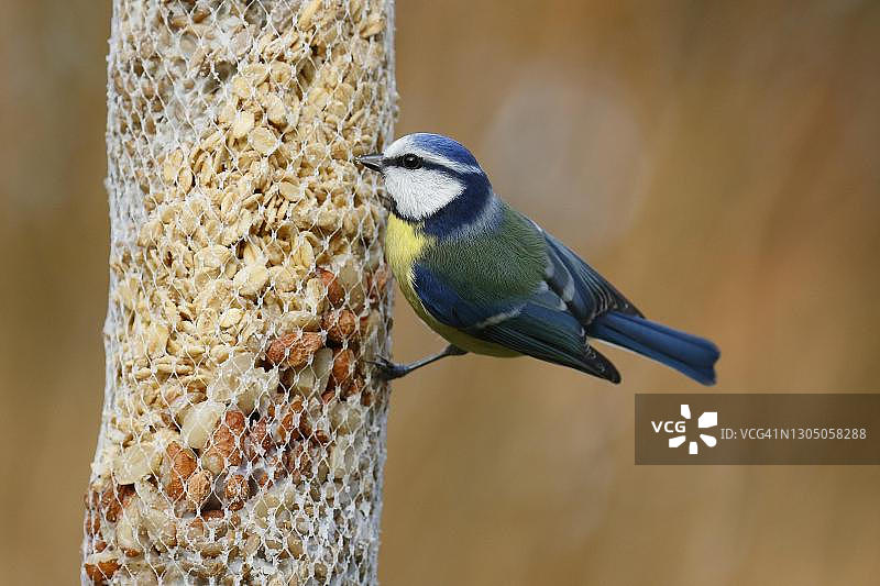 德国石勒苏益格-荷尔斯泰因的蓝山雀在饲料袋旁冬季觅食图片素材