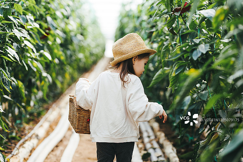 在温室里采摘辣椒的小女孩图片素材