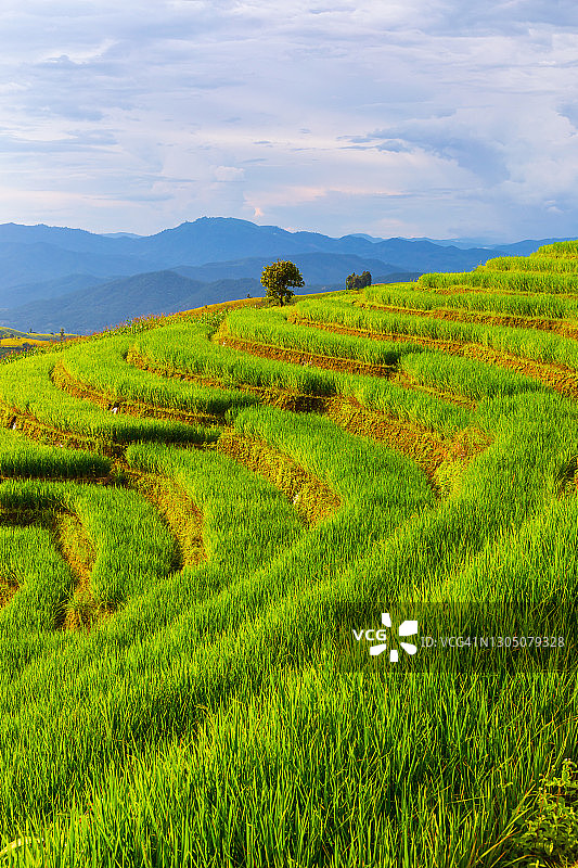 泰国清迈Pa Pong Pieng的绿色梯田图片素材