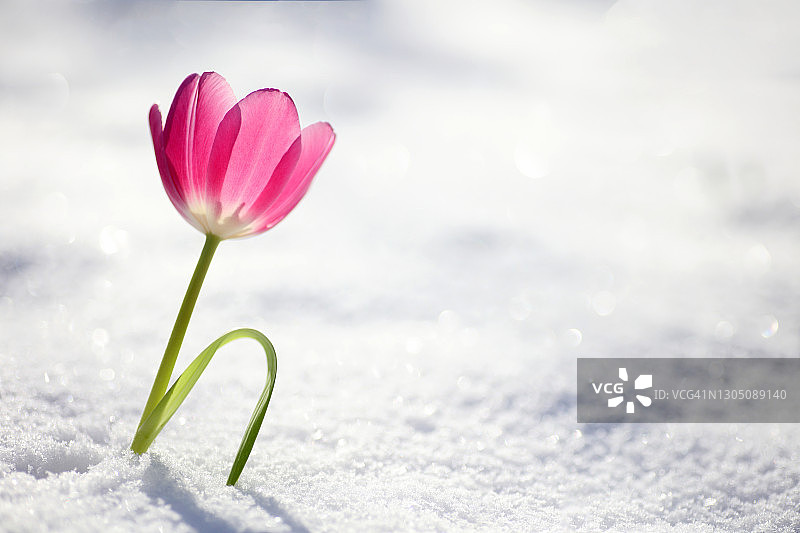 雪中的粉色郁金香图片素材