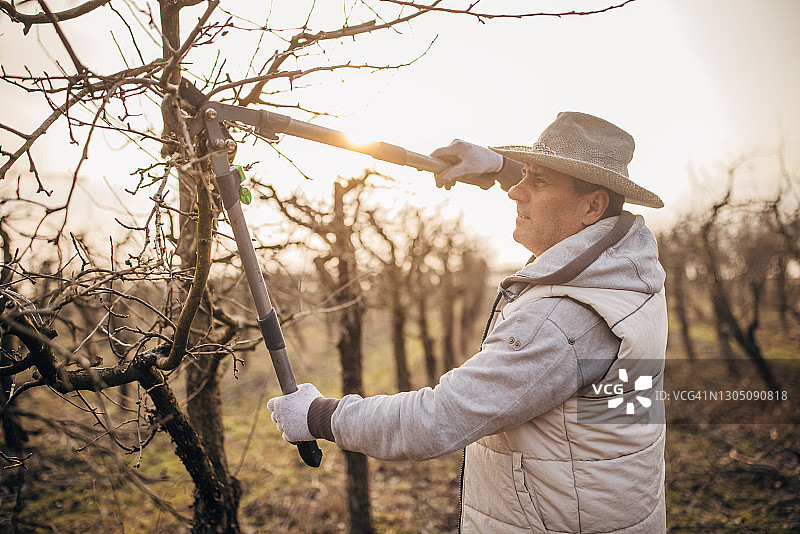 老农在果园里修剪树木图片素材