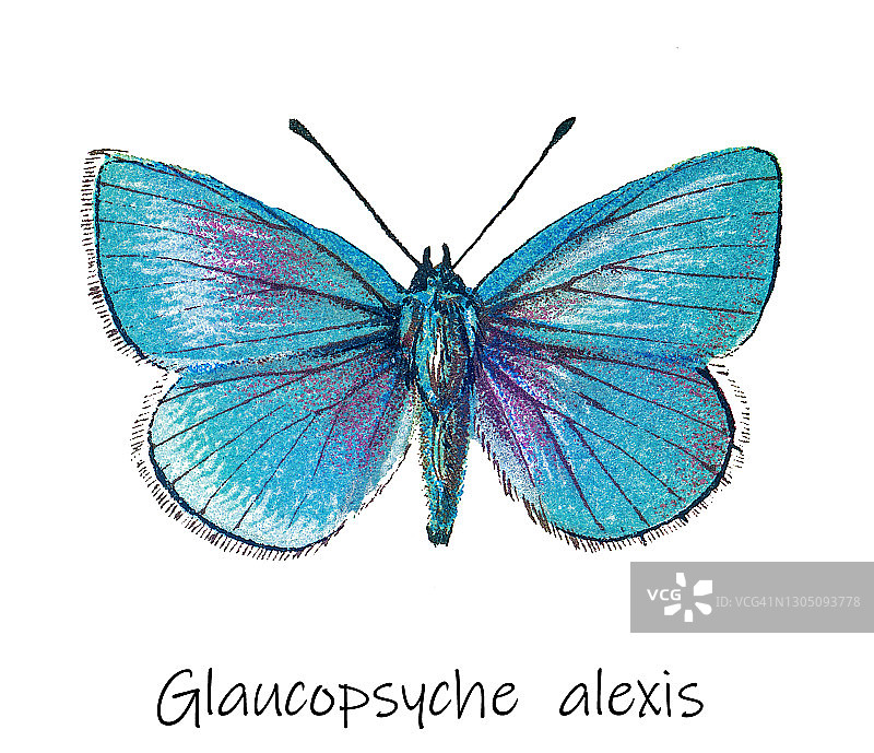 昆虫学旧石版画：绿底蓝灰蝶图片素材