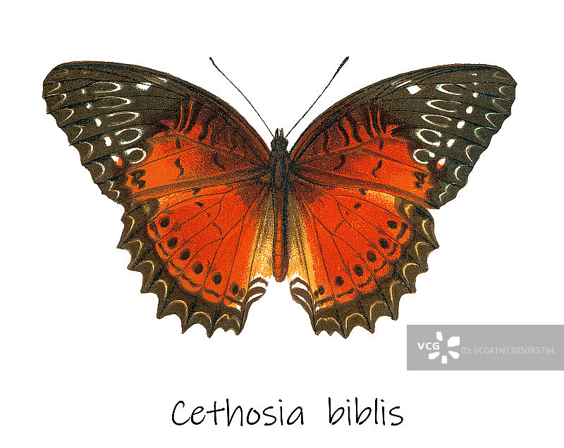 昆虫学旧版石印画-红裙蛱蝶图片素材