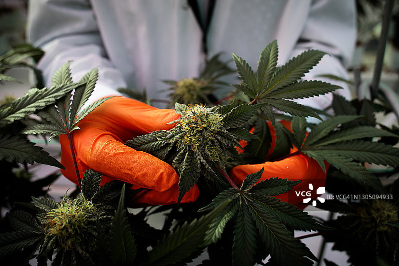 大麻商业化种植图片素材