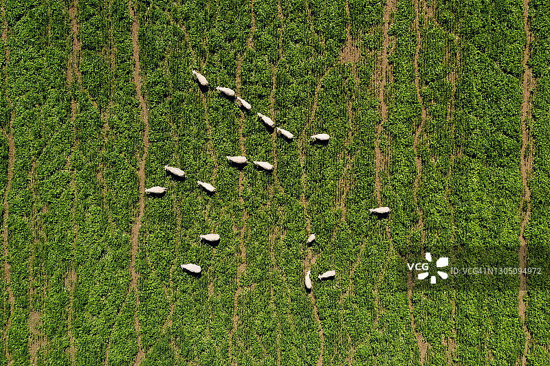 一群东弗里西亚绵羊图片素材