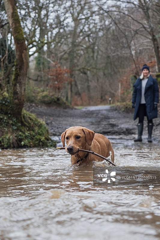 河中的可爱红色狐狸拉布拉多犬图片素材