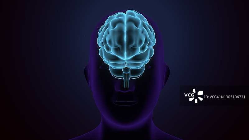 人体大脑解剖结构的3D渲染图片素材