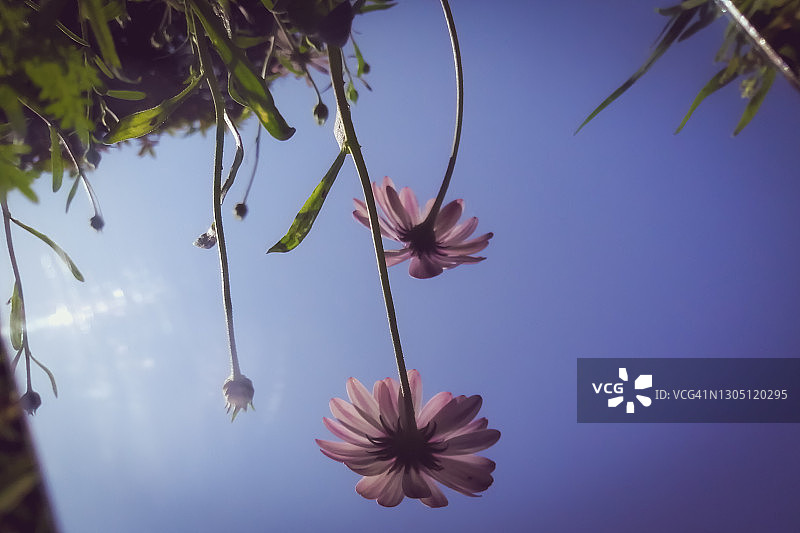 蓝眼雏菊的镜像反射图片素材