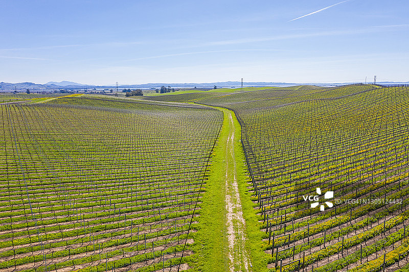 覆盖葡萄园的芥菜植物航拍景色图片素材