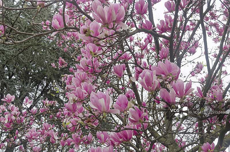 春天玉兰树上美丽的紫色玉兰花图片素材