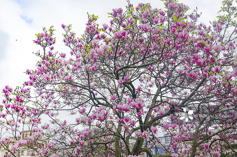 春天玉兰树上美丽的紫色玉兰花图片素材
