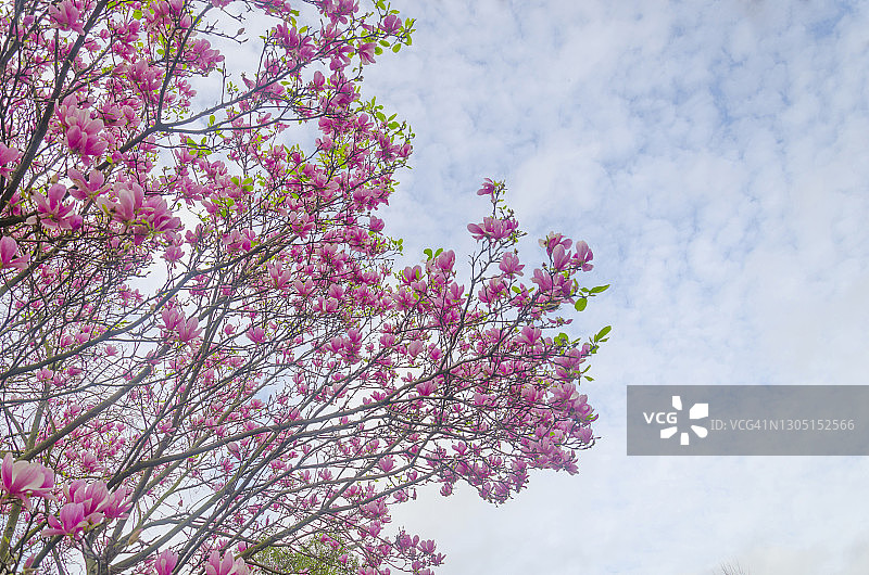 冬季盛开的美丽紫色玉兰花图片素材