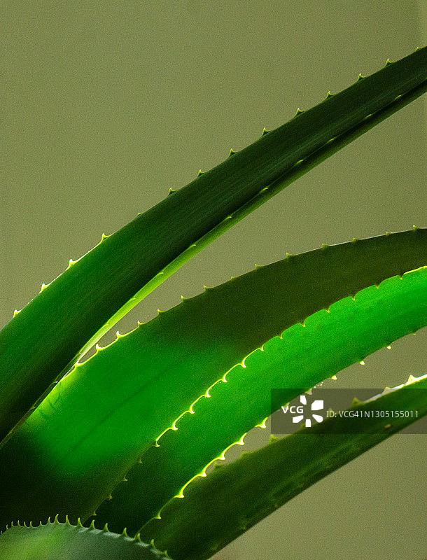 明亮的芦荟叶和刺图片素材