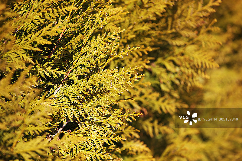 北美乔柏纹理图片图片素材