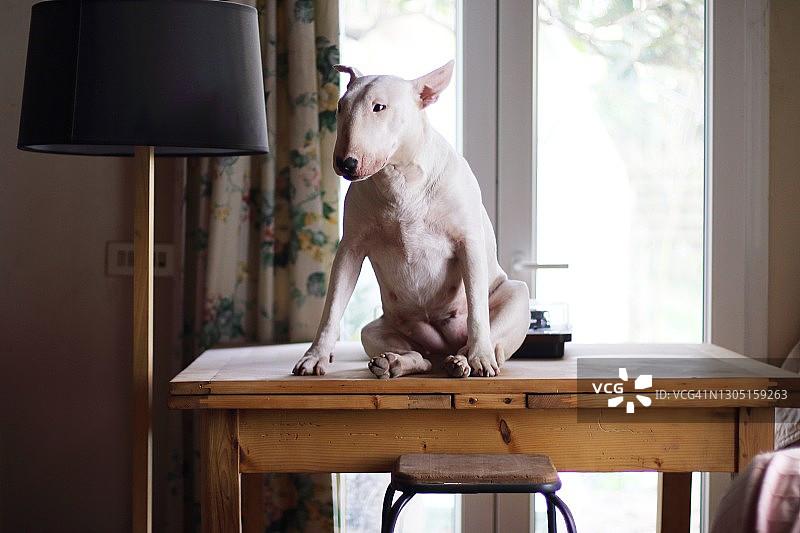 桌子上的牛头梗图片素材