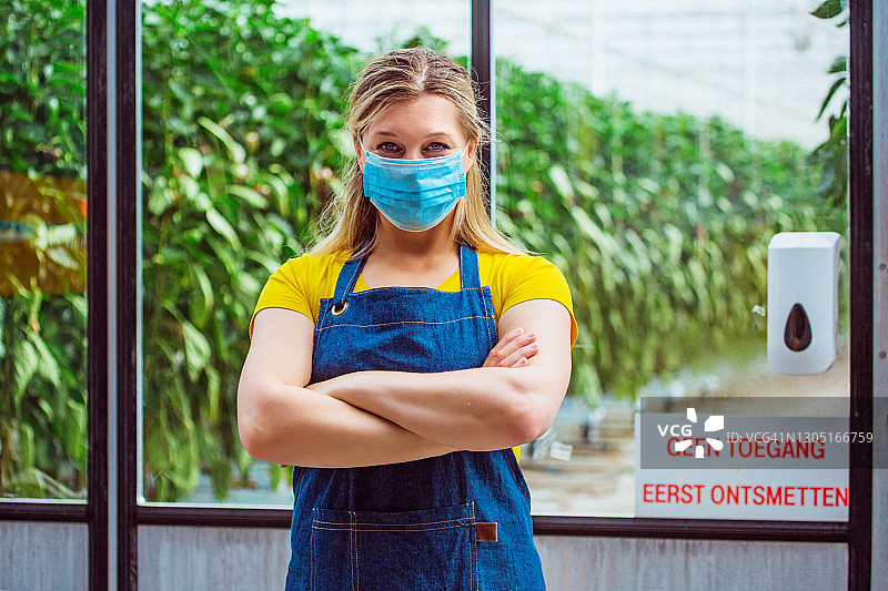 荷兰甜椒温室中的新冠防护措施图片素材