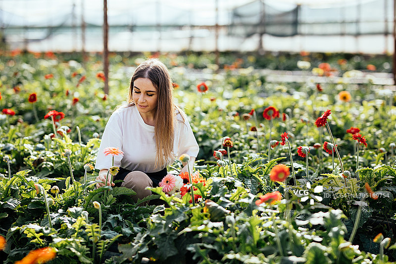 年轻女企业家在鲜花温室里漫步图片素材