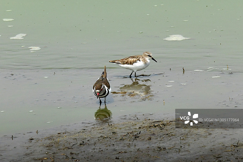 小滨鹬图片素材