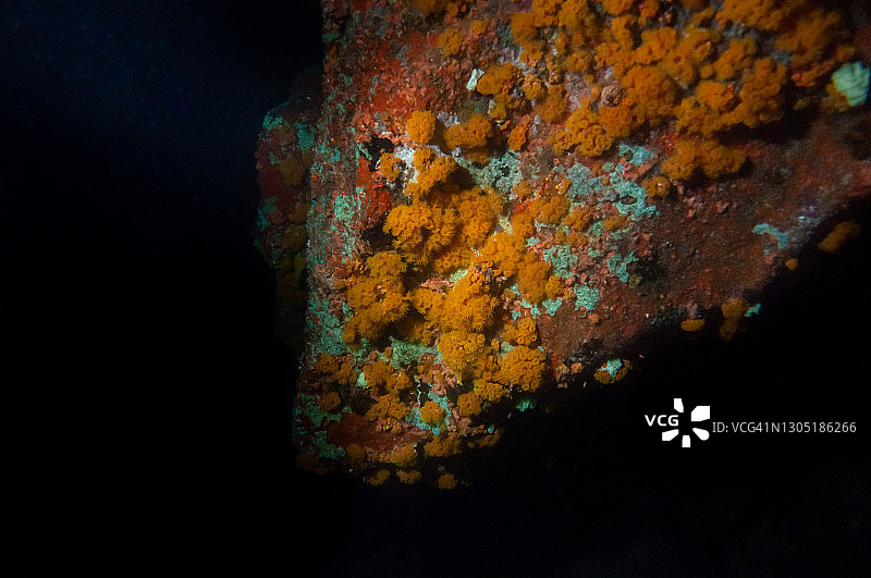 水下场景：岩石礁石上橙色杯珊瑚的夜景图片素材