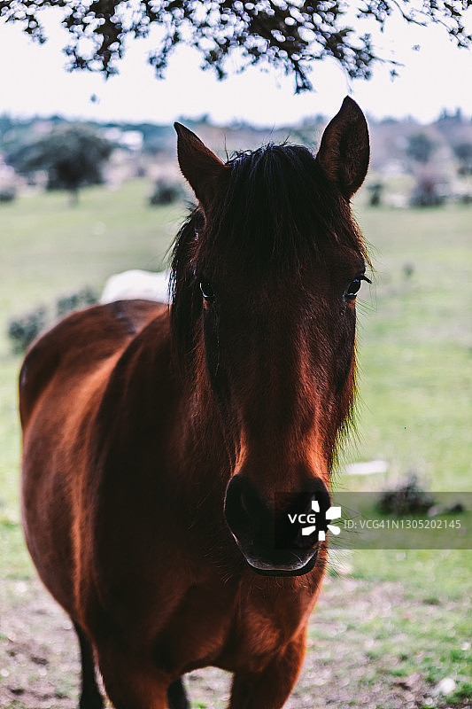 草地阴影中吃草的棕色马图片素材