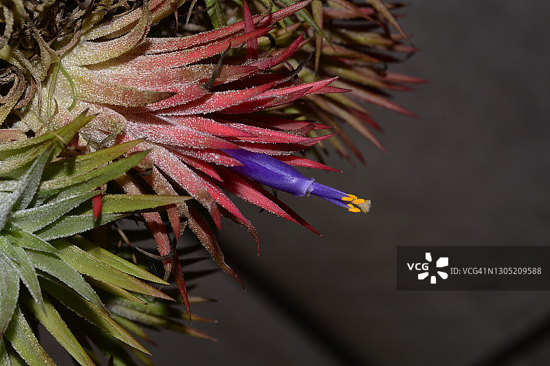花和昆虫。图片素材