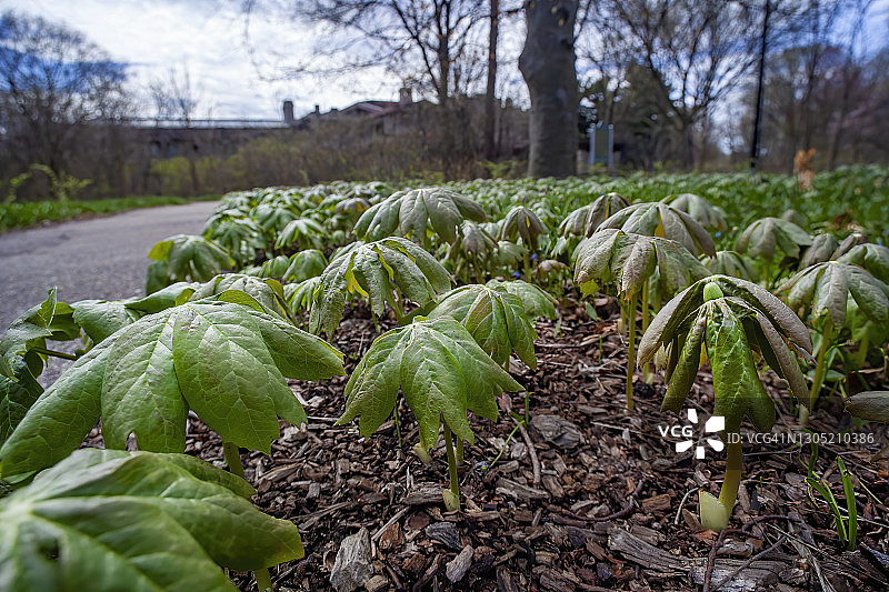 五月苹果图片素材