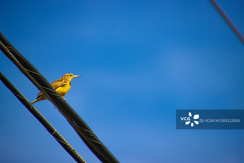 西部草地鹨停留在电线上图片素材