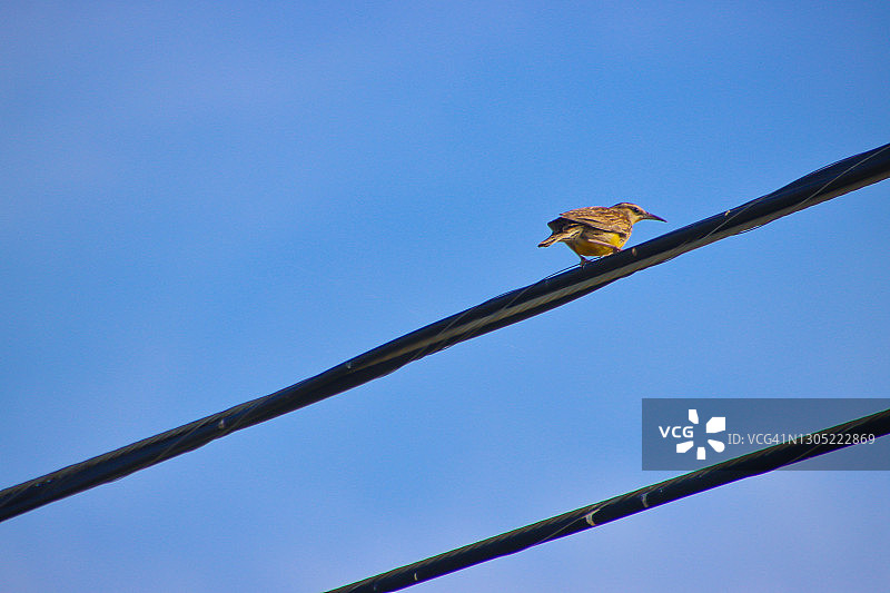 西部草地鹨停留在电线上图片素材